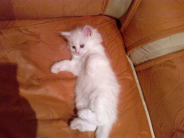 Димон Круглов