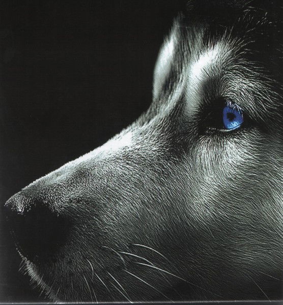 Михаил Масалович