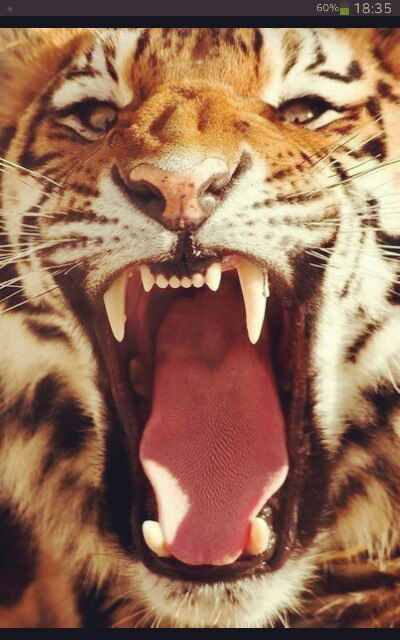 Лилия Халилова