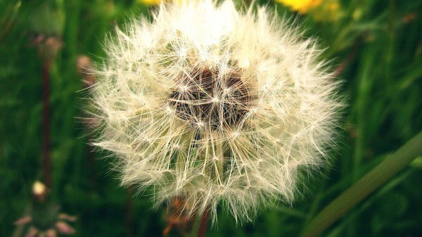 Альбина Мозголина