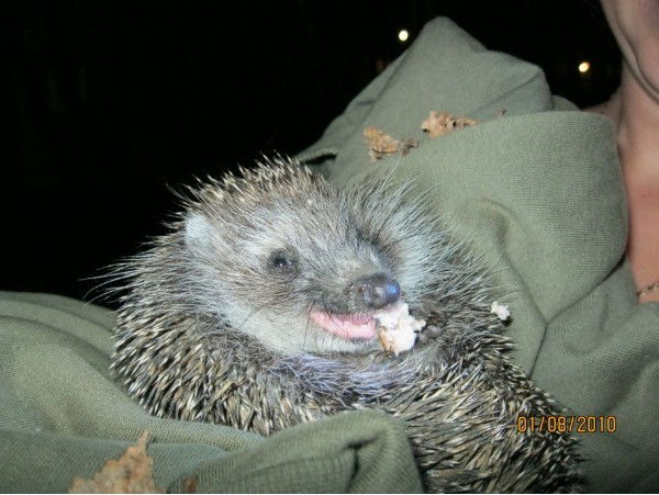 Евгения Прыткова