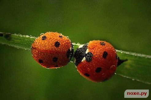 Марина Григорьева