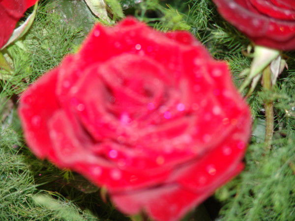 Ilmira Faizrahmanova