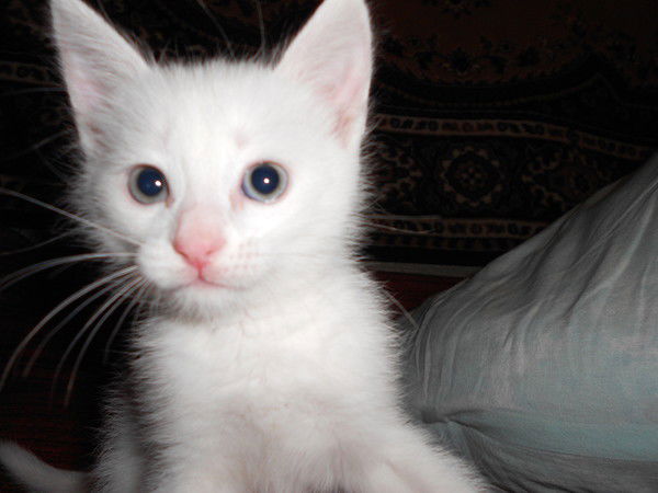 Алексей Царьков