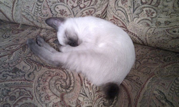 Владимир Шубин