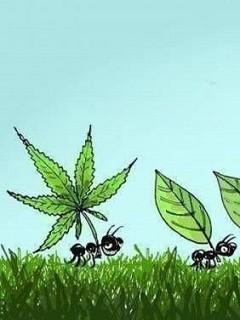 Максим Колядкин