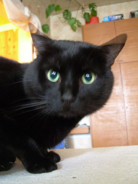 Лариса Евтушенко