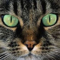 Вадим Никульшин