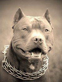 Руслан Иванов