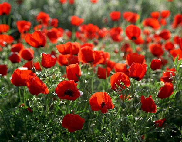 Марина Манахова