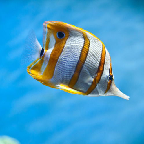 Дмитрий Панякин