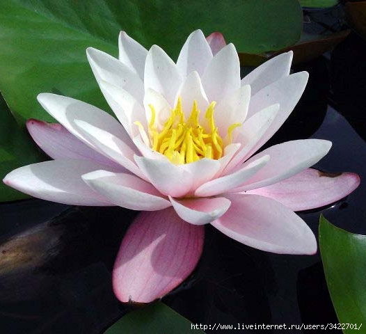 Майя Муравьева