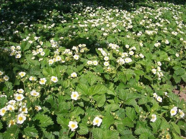 Ольга Сударева