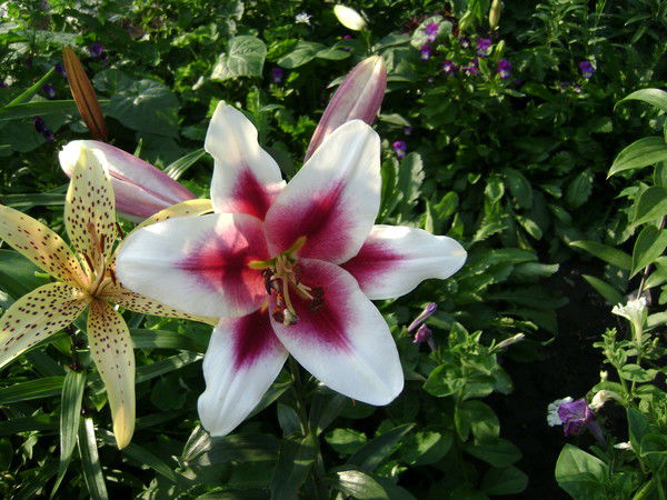 Людмила Анохина