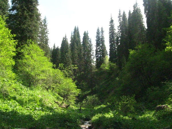 Жамила Ахметова