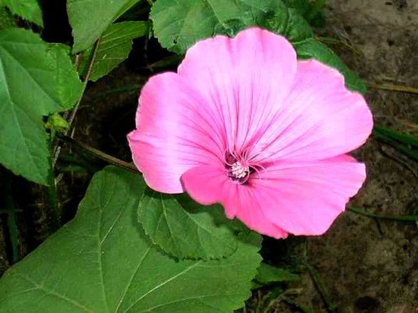 Татьяна Шелкопляс