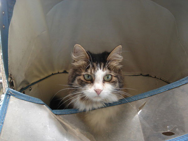 Екатерина Матвеева