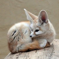 Соня Френкель