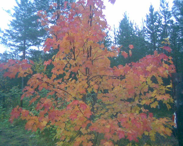 Татьяна Сироткина