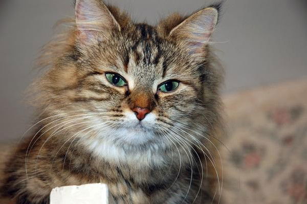 Маргарита Иванова