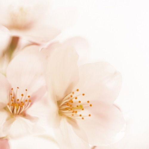 Светлана Лисина