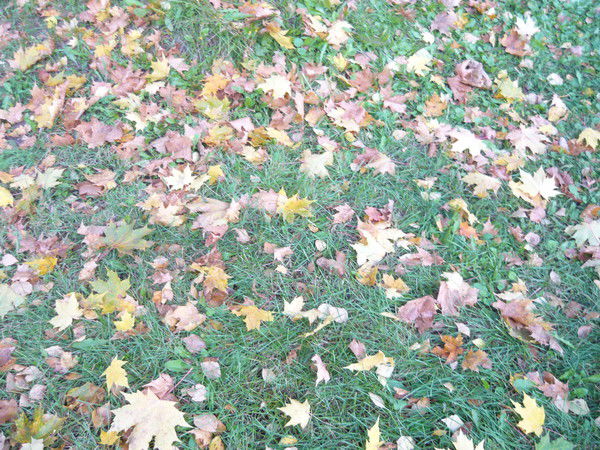 Ксения Бешарова