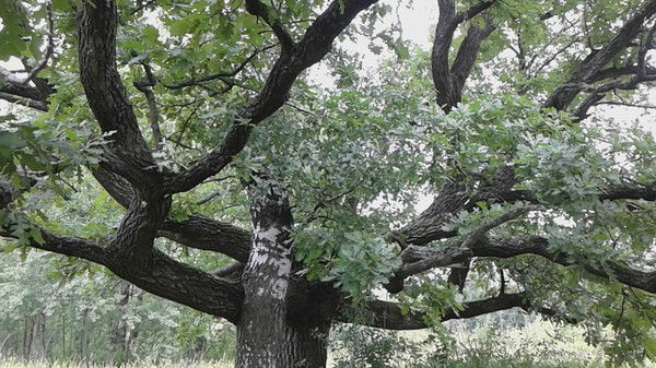 Зарема Зарема