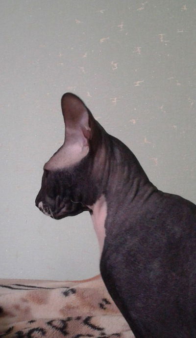 Кирилл Панченко