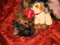 Лена Шемякина