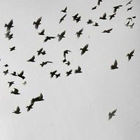 Анфиса Свержевская