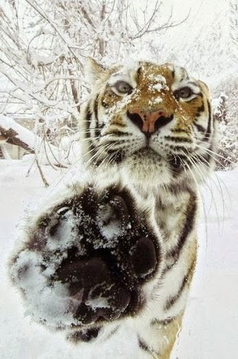 Исаак Швальбович