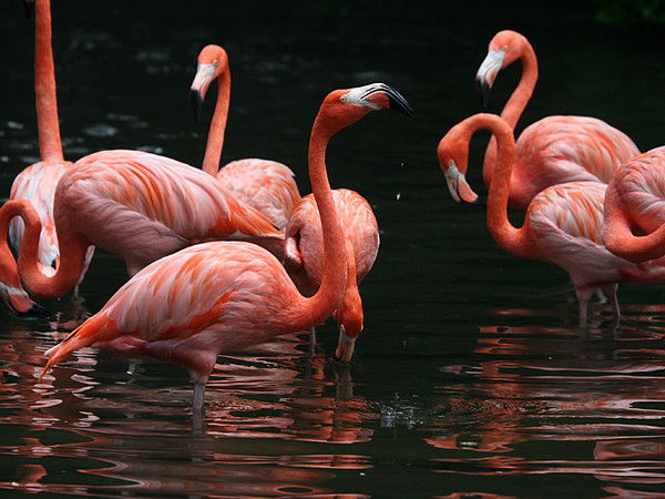 Ирина Куликова