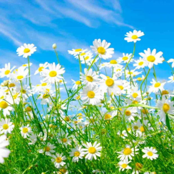 Юлия Колесник