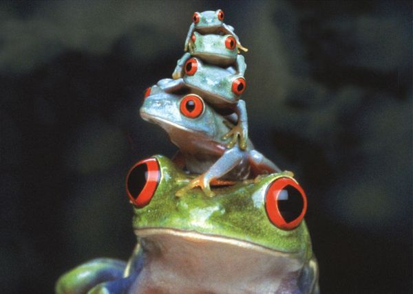 Тимур Газиз