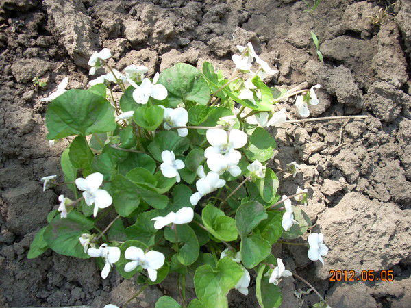 Александр Бутков