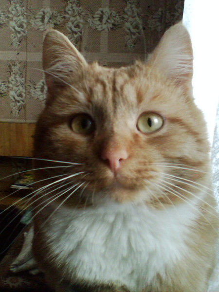 Михаил Соколов