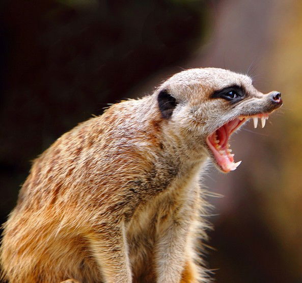 Марина Полякова