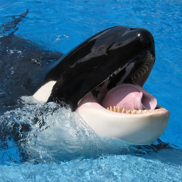 Алексей Куклев