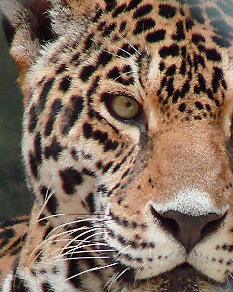 Екатерина Литенкова