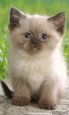 Наталья Вангонен