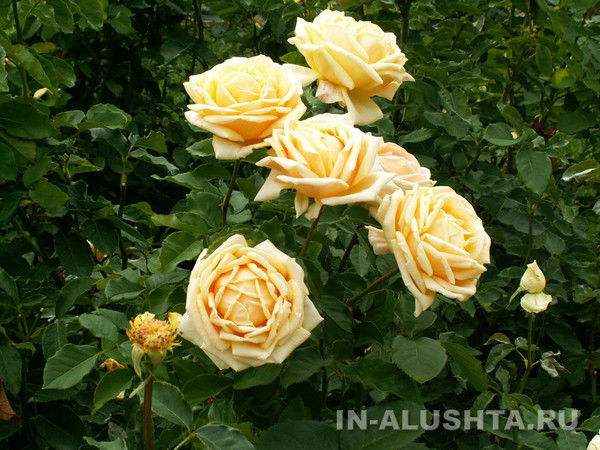 Людмила Добрычева