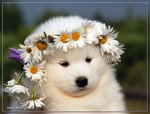 Илона Иванова