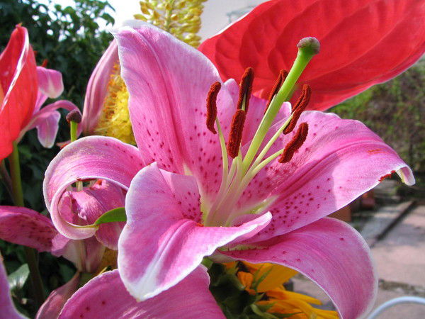 Лилия Вазиховна Файзрахманова