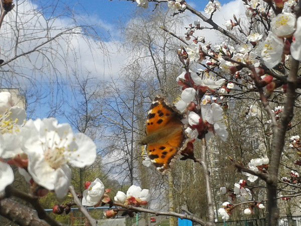 Таня Танечка