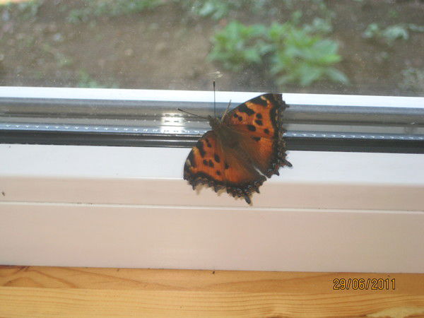 Надежда Меньших