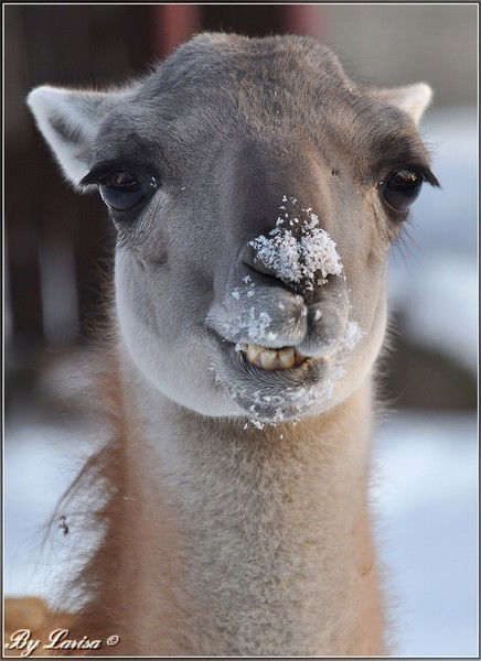 Дмитрий Кольцов