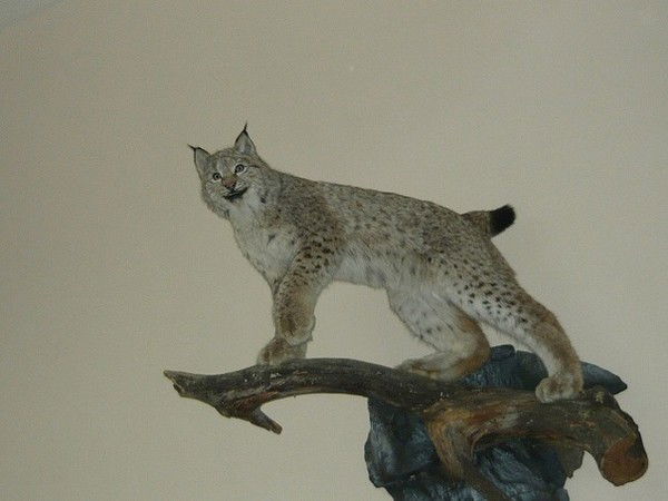 Настя Таран