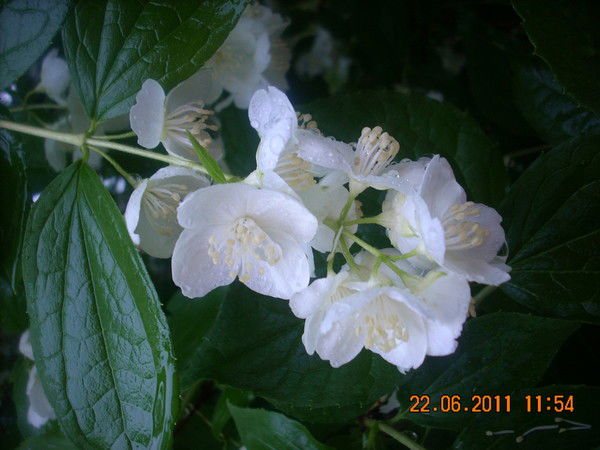 Оксана Столяр