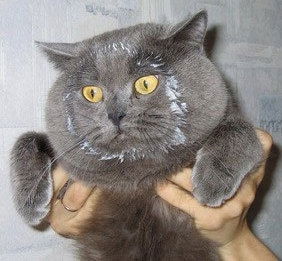 Алексей Харитонов