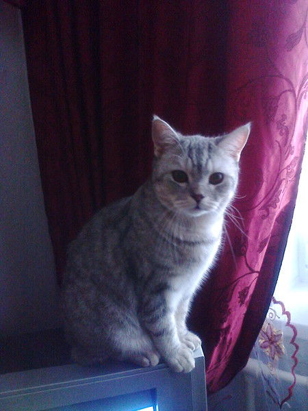 Настя Трифонова